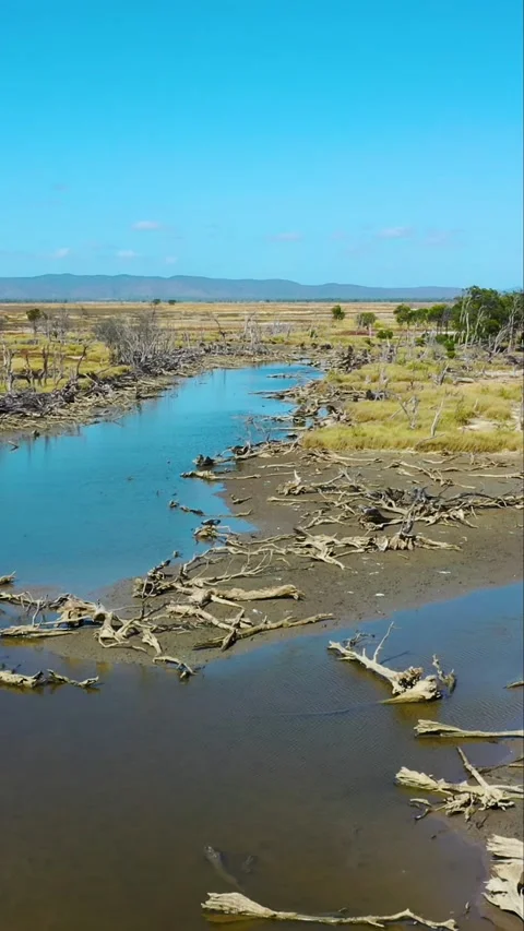 Dead trees in a riverbed and mudflats in Australia Stock Footage 232160230