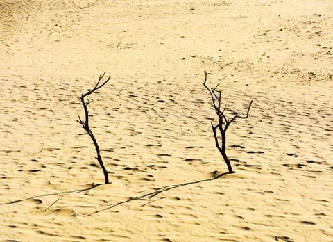 Dead trees on the sand at sunset Stock Photos