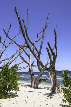 Dead Trees At The Sandy Beach Stock Photos