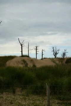 Dead Trees, Sandy Dunes, Marram Grass, Wooden Fence Llanddwyn Beach Anglesey Stock Photos