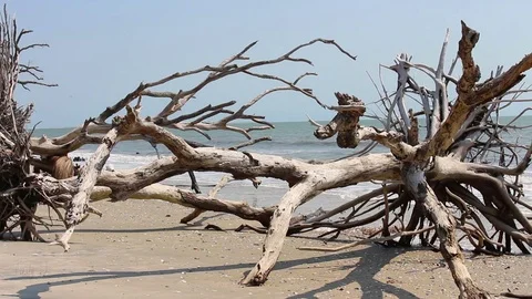 Dead trees scattered along the beach. Vídeo Stock 76058788