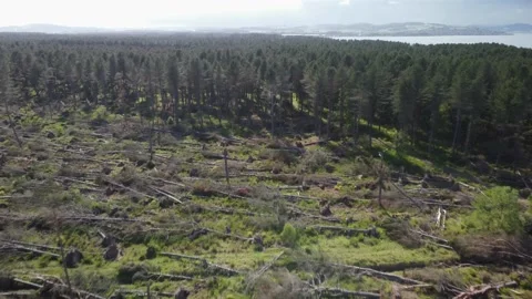 Dead trees in Scotland Video stock 234326360