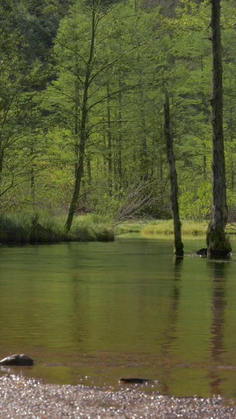 Dead Trees in Shallow Water at Tashiro Pond Vertical Video Stock-Footage 345995275