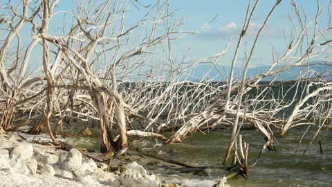 Dead trees on the shore of the lake. Stock Footage 166698884