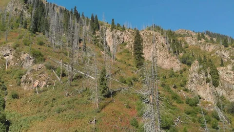 Dead trees on the side of a mountain Stock Footage 129069968