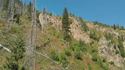 Dead trees on the side of a mountain Stock Footage 233969904