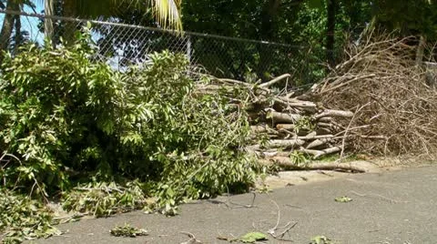 Dead trees on side walk 1 Stock Footage 8908773