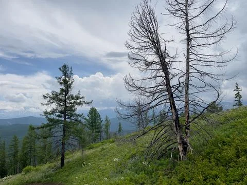 Dead trees on the slope of a mountain against the background Stock Photos