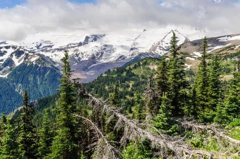 Dead trees on the slopes of Mount Rainier Stock Photos