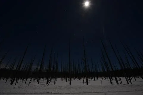Dead trees in snow Foto stock