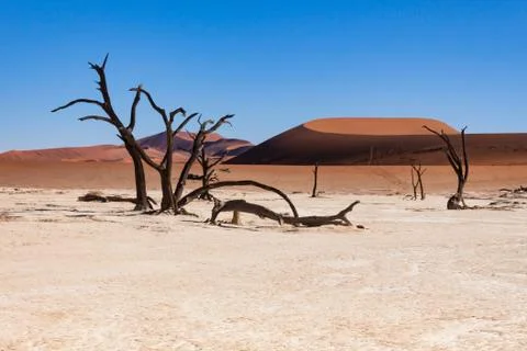 Dead trees in the Sossusvlei valley, Namibia Stock Photos