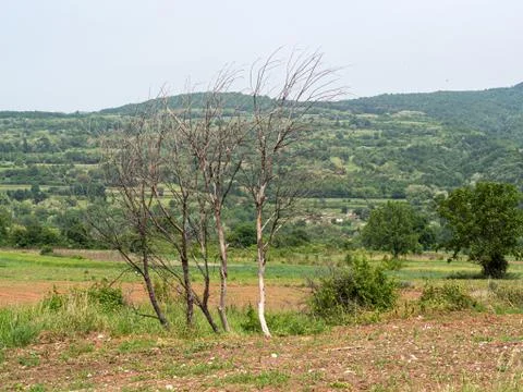 Dead trees stand on the side of a walking path Stock Photos