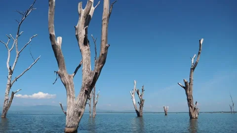 Dead trees standing in lake water under blue sky in Africa Stock Footage 329615999