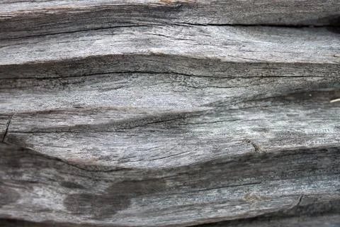 Dead trees summer. Stock Photos