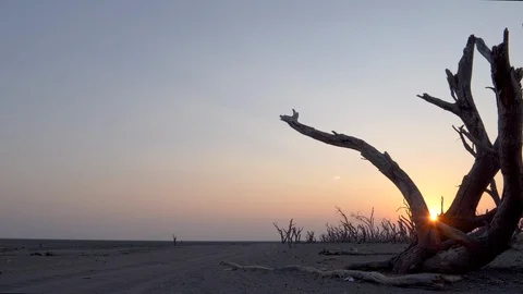 Dead trees at sunset along banks of a dry lake due to drought and climate change Stock Footage