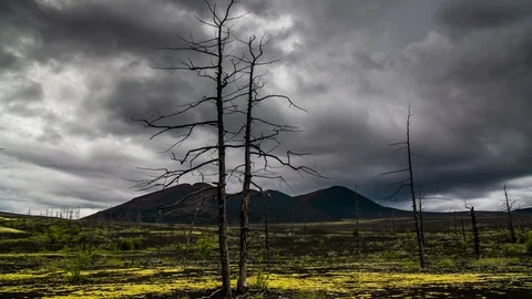 Dead trees on a sunset sky background. Kamchatka. Stock-Footage 90665299