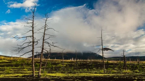 Dead trees on a sunset sky background. Kamchatka. Stock Footage 90666954