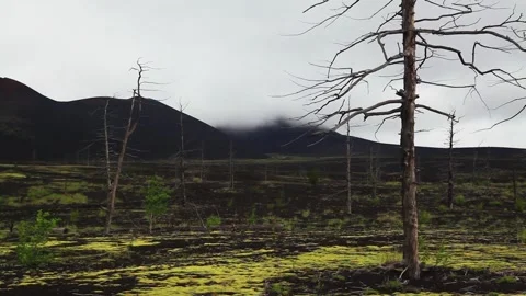 Dead trees on a sunset sky background. Kamchatka. Stock Footage 197052905