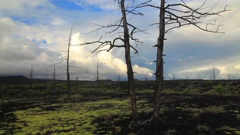 Dead trees on a sunset sky background. Kamchatka. Stock Footage 197052931