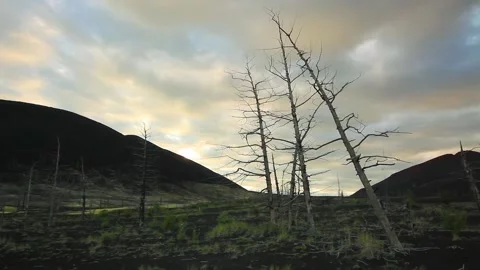 Dead trees on a sunset sky background. Kamchatka. Stock Footage 197052932