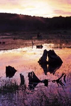 Dead trees in a swamp Stock Photos
