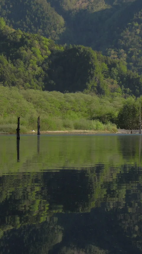 Dead Trees in Taisho Pond and Green Mountain Vertical Video Vídeos de archivo 345994882