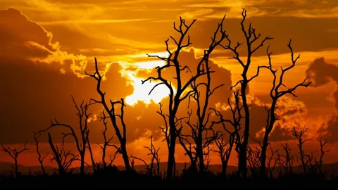 Dead Trees Under Dramatic Sunset, Time Lapset with Red Sun and Fiery Sky Stock Footage 202014265