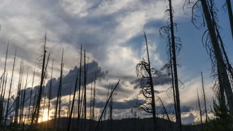 Dead trees under dynamic clouds in sky at sunset Stock Footage 167122089