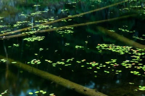 Dead trees under pond Stock Photos