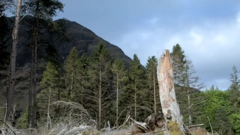 Dead Trees under a Scottish Highland Mountain Stock Footage 85948679