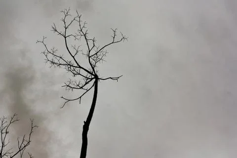 Dead trees under the sky on a rainy day. Stock Photos