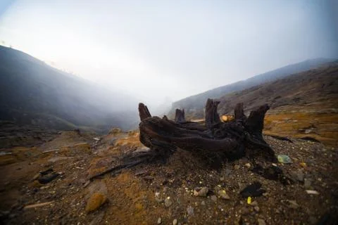 Dead trees in Volcano Ijen in Java, Indonesia Stock Photos