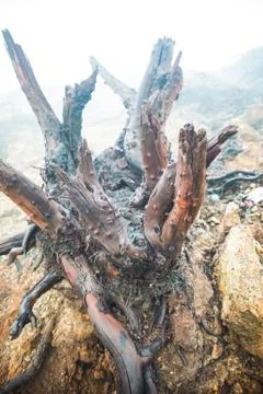 Dead trees in Volcano Ijen in Java, Indonesia Stock Photos