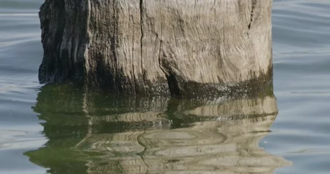 Dead Trees On Water,  Close Up Video stock 331288795