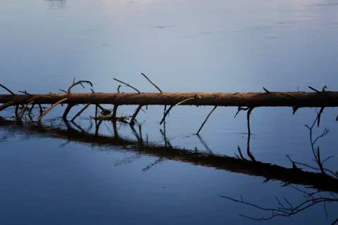 Dead trees in the water close up. Stock Photos