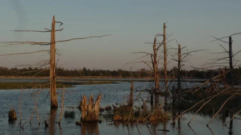 Dead trees in water Stock Footage 155761145