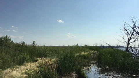 Dead Trees in Water Pan Video stock 78518607
