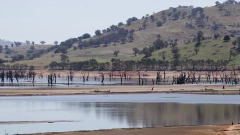 Dead trees in the waters of the Hume Dam on the Murray River, Victoria Stock Footage 312062870