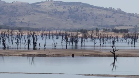 Dead trees in the waters of the Hume Dam on the Murray River, Victoria Stock Footage 312062916