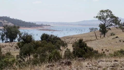 Dead trees in the waters of the Hume Dam on the Murray River, Victoria Stock Footage 312062927