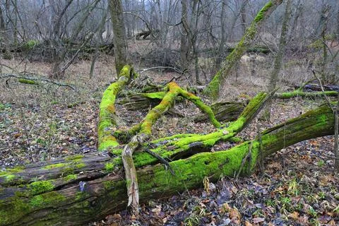 Dead trees in wild forest Stock Photos