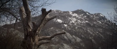 Dead trees in the winter Stock Footage 94609677