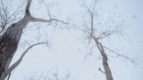 Dead trees in winter 動画素材 234283800