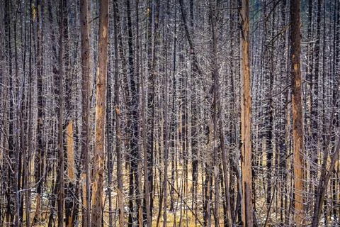 Dead trees without leaves inside hot zone of Yellowstone national park, Wyo.. Stock Photos