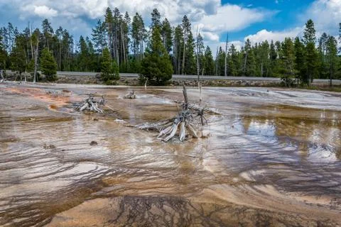 Dead trees of the Yellowstone Stock Photos