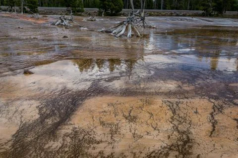 Dead trees of the Yellowstone Stock Photos