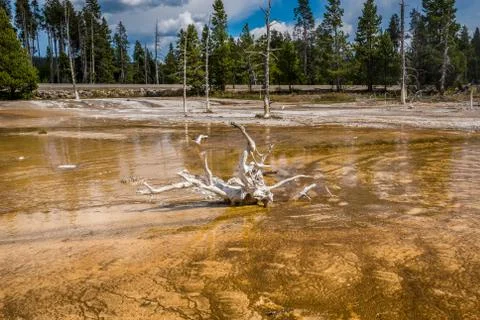 Dead trees of the Yellowstone Stock Photos