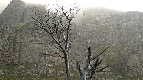 Dead treetop branches of fire damaged tree mountain &amp; cable car Vídeos de archivo 81270700