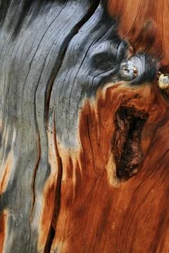 Dead trunk detail Stock Photos