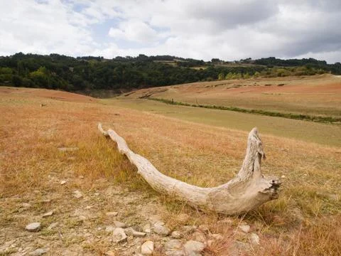 Dead trunk in a field Stock Photos